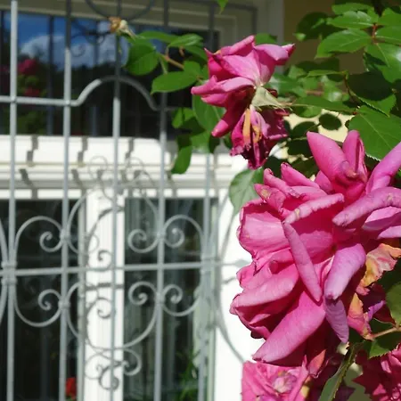 索乃恩斯特拉尔酒店 *